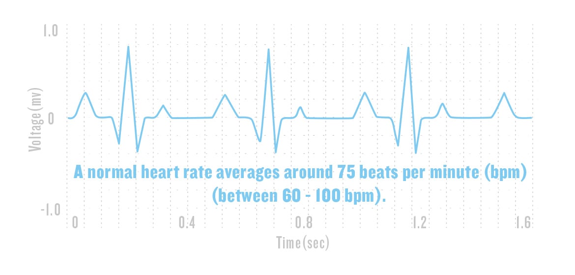 Detak jantung normal
